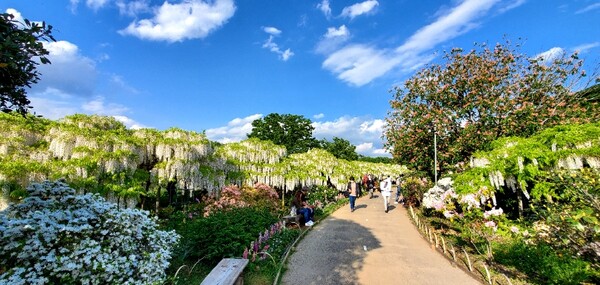 바깥 산책로에서 바라본 흰색 등나무꽃 터널 /사진=양은심