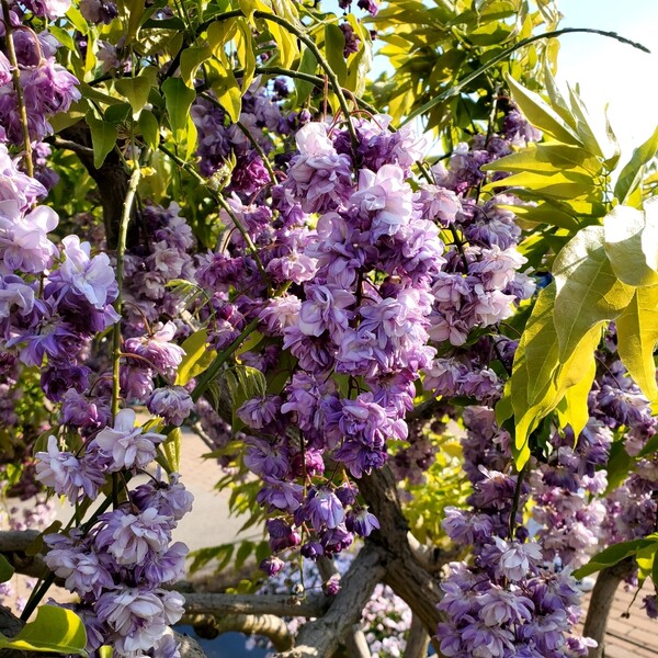 포도송이를 연상시키는 보라색 등나무 겹꽃 /사진=양은심