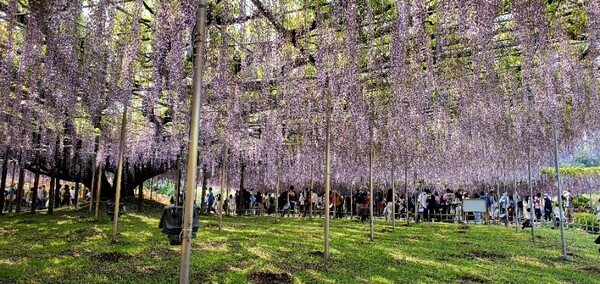 영화 '아바타'의 '영혼의 나무'를 닮은 큰 등나무(大藤/오후지) /사진=양은심