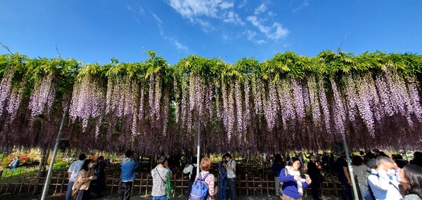 '아시카가 플라워파크'의 상징인 등나무 /사진=양은심