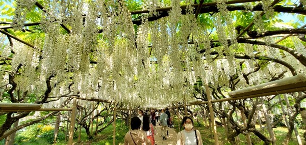 관광객들이 '아시카가 플라워파크'의 흰색 등나무꽃 터널을 즐기고 있다. /사진=양은심