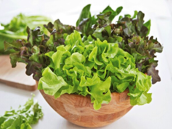 세계의 다양한 상추 /https://thisnzlife.co.nz/10-best-lettuces-healthiest-365-day-salad-supply