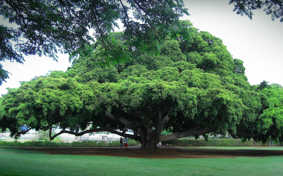 김병주 회장은 묵묵히 자신의 목표를 달성하는 거목이다. /픽사베이