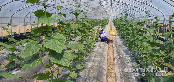 아내가 비닐하우스에서 오이를 돌보고 있다. /사진=정진권