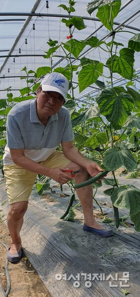 오이를 수확하고 있는 필자 /사진=정진권