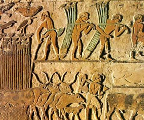 마늘은 피라미드를 건설하던 고대 이집트 노동자들의 원기 회복용 음식이었다. /http://www.art2me.org/images-art/08-gamsang/02-godae/01-egypt/image054.html