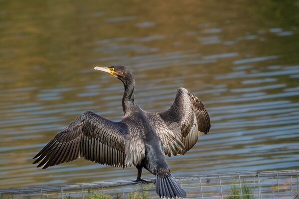 물고기 사냥을 한 후 물에 젖은 깃털을 말리느라 날개를 양옆으로 쭉 뻗는 것은 민물가마우지의 특성이다. 최한수 박사는 그런 가마우지의 모습을 조류계의 ‘바바리맨’이라 부르며 해설한다. /사진=김성주