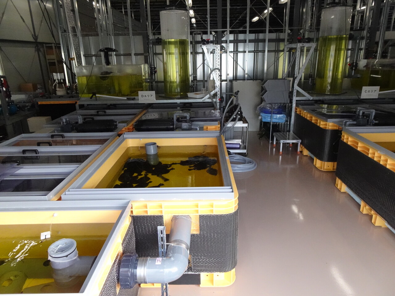 다핵종제거설비인 ‘알프스(ALPS)’ 필터로 걸러진 삼중수소 농도는 1500Bq/L 수준으로 맞춰진다. 사진은 도쿄전력이 지난 2일 후쿠시마 제1원자력발전소에서 오염수를 희석한 물로 키우고 있는 광어를 공개한 모습. /연합뉴스