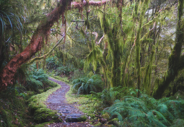 뉴질랜드 남섬 밀포드 트랙 레인포리스트. 고사리 식물로 가득한 신비의 숲길이다. /게티이미지뱅크