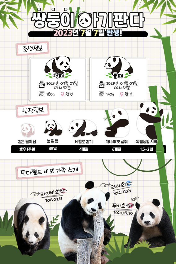 자이언트 판다의 성장정보. 언니인 '푸바오'는 지난해 9월 엄마 아이바오에게서 독립했다. /에버랜드 제공