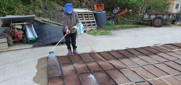 볍씨 발아 과정 /사진=정진권