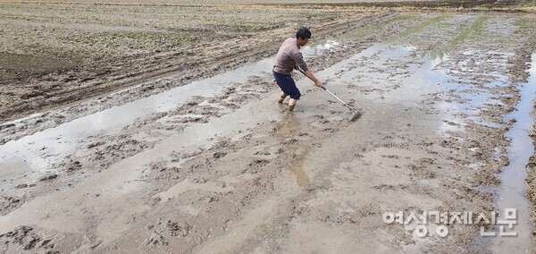 농부가 모를 키울 못자리를 다듬고 있다. /사진=정진권