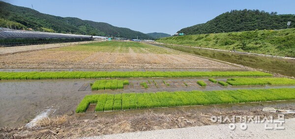 모내기에 사용할 모가 못자리에서 잘 자라고 있다. /사진=정진권