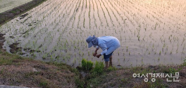 이앙기가 빠트린 곳은 손으로 모를 심어야 한다. /사진=정진권