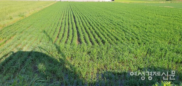 모내기한 논에서 벼가 제법 튼튼하게 잘 자라고 있다. /사진=정진권