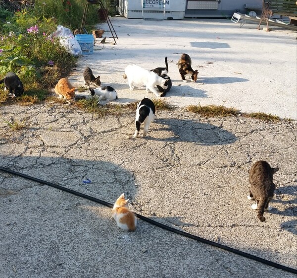 지인의 농원마당. 한 무리는 외출 나가고 반 정도가 남아 마당에서 놀고있다. /사진=송미옥