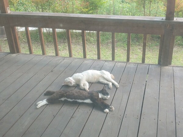 데크에서 오수를 즐기는 냥이들. 배고플 땐 마주치면 으르렁거리더니 배가 부르니 자세도 느긋하다. /사진=송미옥
