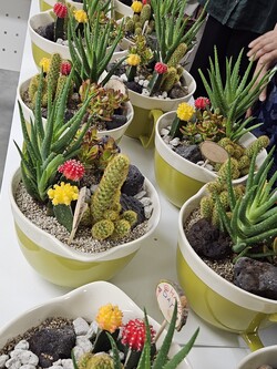 가정정원사 수업 중 키우기 어렵지 않다는 다육식물들로 모아심기를 했다. /사진=김현주