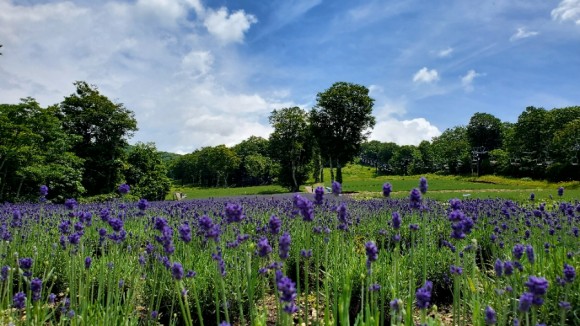 탄바라 라벤더 파크 /사진=양은심