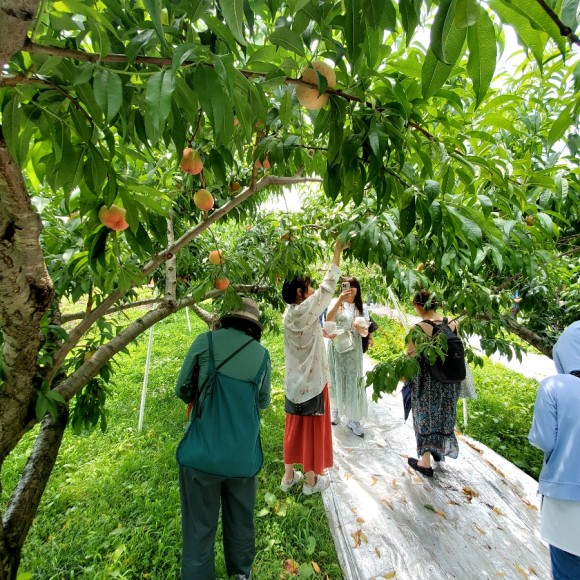 복숭아 따기 체험. 각자 마음에 드는 복숭아를 골라 따고 있다. /사진=양은심