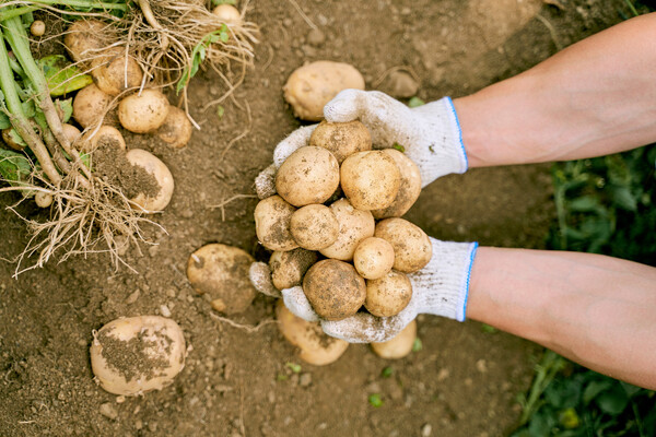 농업경영의 목적은 소득 또는 순수익의 극대화이다. 돈을 많이 벌어야 한다는 것이다. 나에게 가장 많은 돈을 벌게 해 줄 작물을 선정하는 것은 매우 중요하다. /게티이미지뱅크