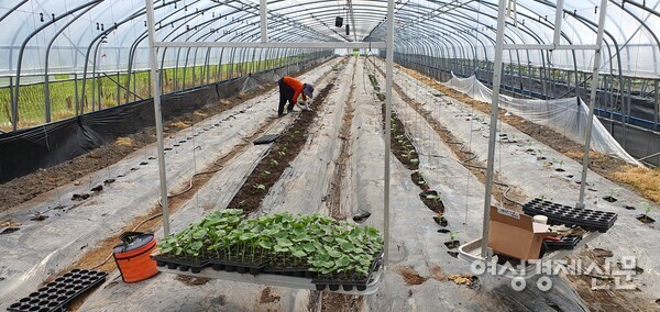아내가 비닐하우스에서 멜론의 모종을 심고 있다. /정진권