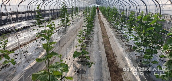 웬만큼 자란 멜론 나무. 왼쪽 고랑에는 살아남은 나무가 몇 그루 되지 않는다. /정진권