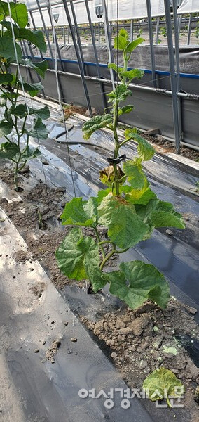 멜론의 잎이 타들어가기 시작하자 나와 아내의 입술도 타들어갔다. 교수는 바이러스에 감염됐기 때문이라고 진단했다. /정진권