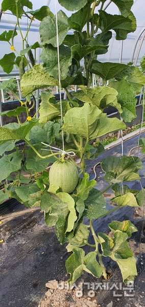 수확을 앞두고 있는 현재 멜론 나무는 50주가 채 안 된다. 600주를 심어 50주라면 10%도 살아남지 못한 것이다. /정진권