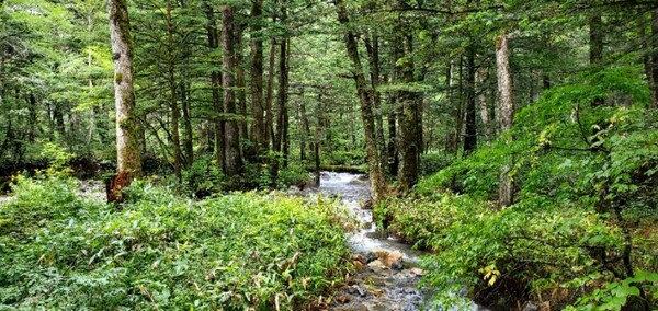 산에서 내려오는 물소리가 굉장했다. 마치 원시림 같았다. /사진=양은심