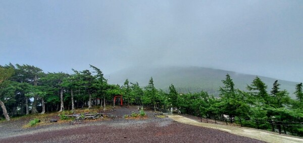나무 너머에 후지산이 있다. 분명 웅장한 모습일 것이다. /사진=양은심