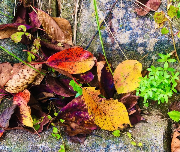 산사로 오르는 길 조그만 바위 틈새에는 형형색색 세상에서 가장 아름다운 물감으로 채색한 낙엽들이 이승에서의 마지막 이별 잔치를, 장엄하고 숙연한 미사를 벌이고 있습니다. 예수님이 십자가에 못 박혀 세상을 떠나시며 "나는 다 이루었노라" 하셨듯이 말입니다. /사진 = 최익준