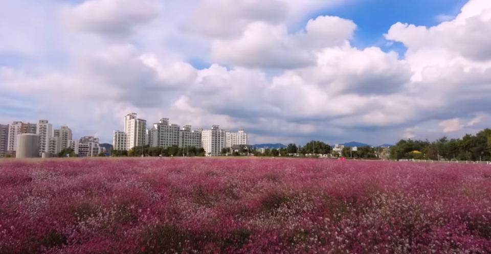 양주 나리공원 천만송이 천일홍 축제 /유튜브 채널 '떠돌이 댕구 travel together' 캡처