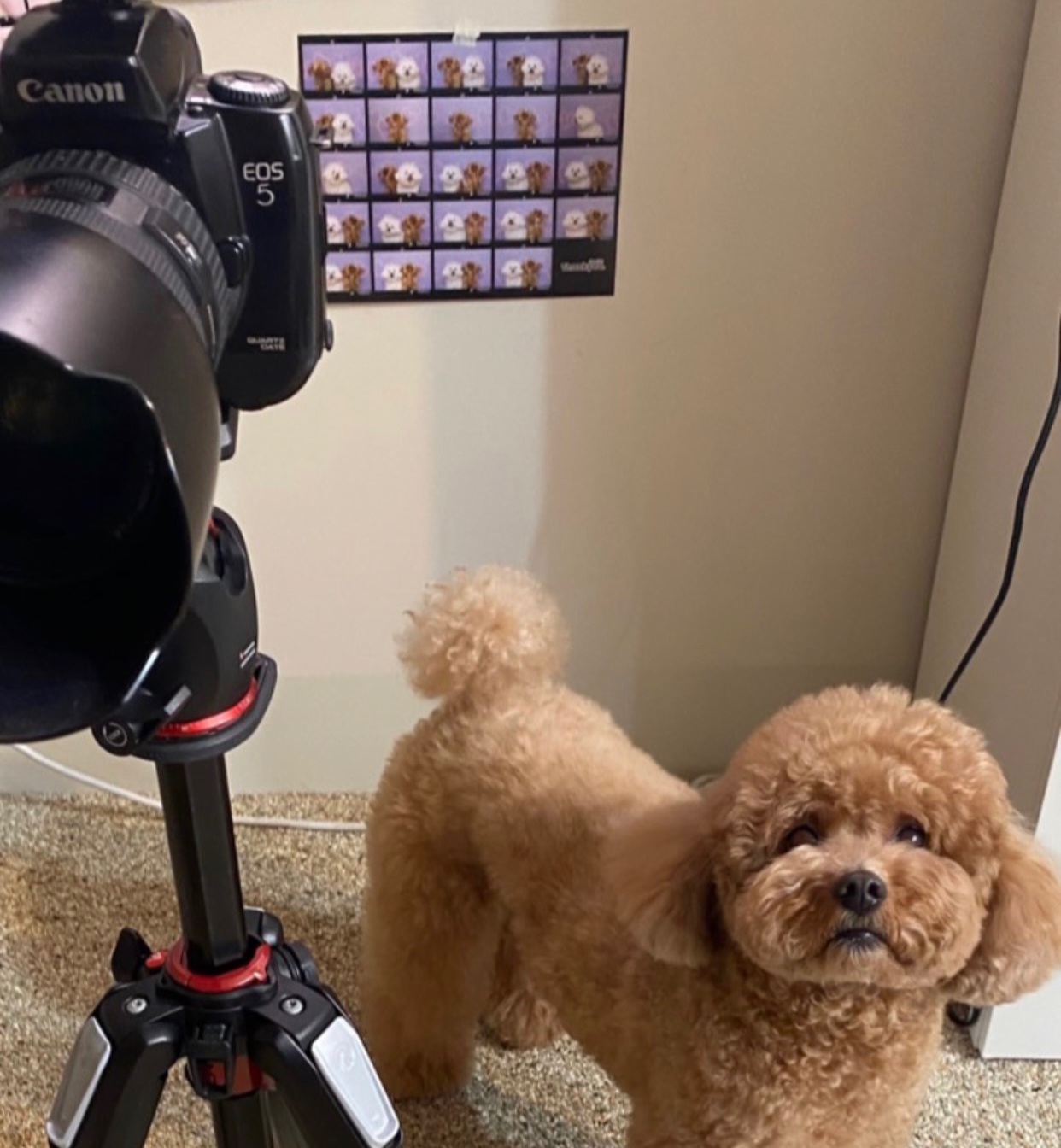 강아지는 산책하러 가거나 주인과 많은 시간을 보내는 것을 더 좋아한다./김선아