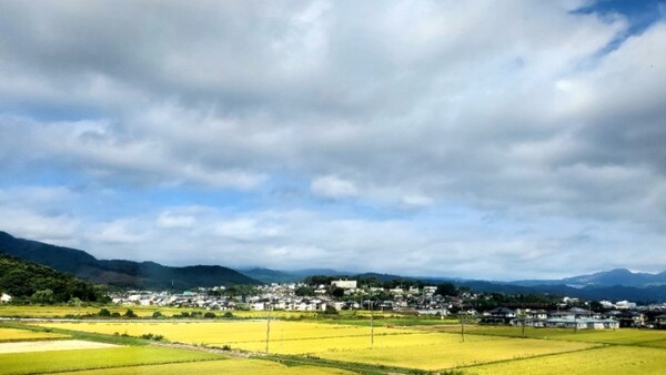 가을빛을 띠기 시작한 들판. 벼가 노랗게 익고 있었다. /사진=양은심