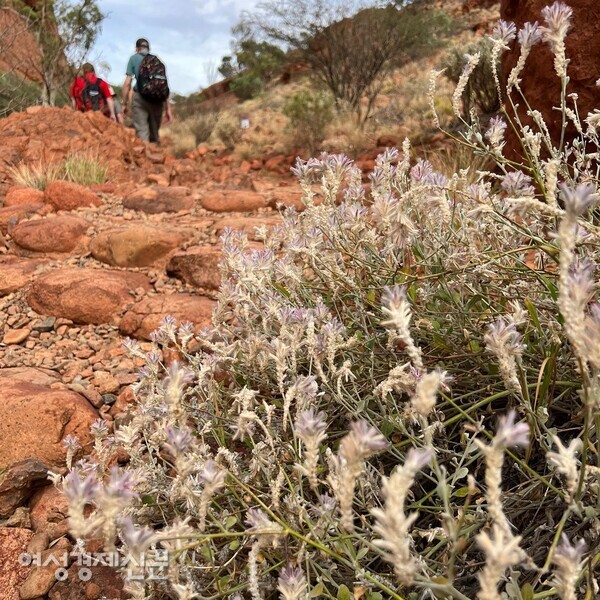 말라 말라 malla malla라는 이름의 꽃나무. 아름답지만 식용이나 약용 식물은 아니다. /사진=박재희