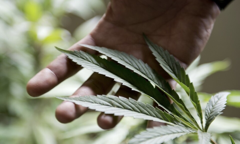 대마잎 /연합뉴스