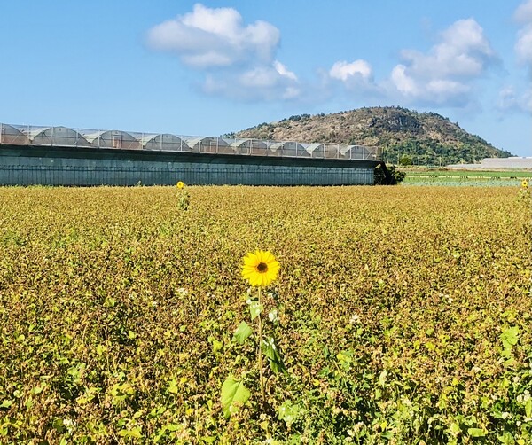 노란색 가득한 가을꽃과 은행잎 물든 가을을 그리면서 저에게 노란색은 아픈 상처를 극복하고 새로운 인생 2막의 서막을 축복하는 해바라기의 기쁨으로 다가왔지요. 제주 서귀포 해바라기 풍경 /사진=최익준