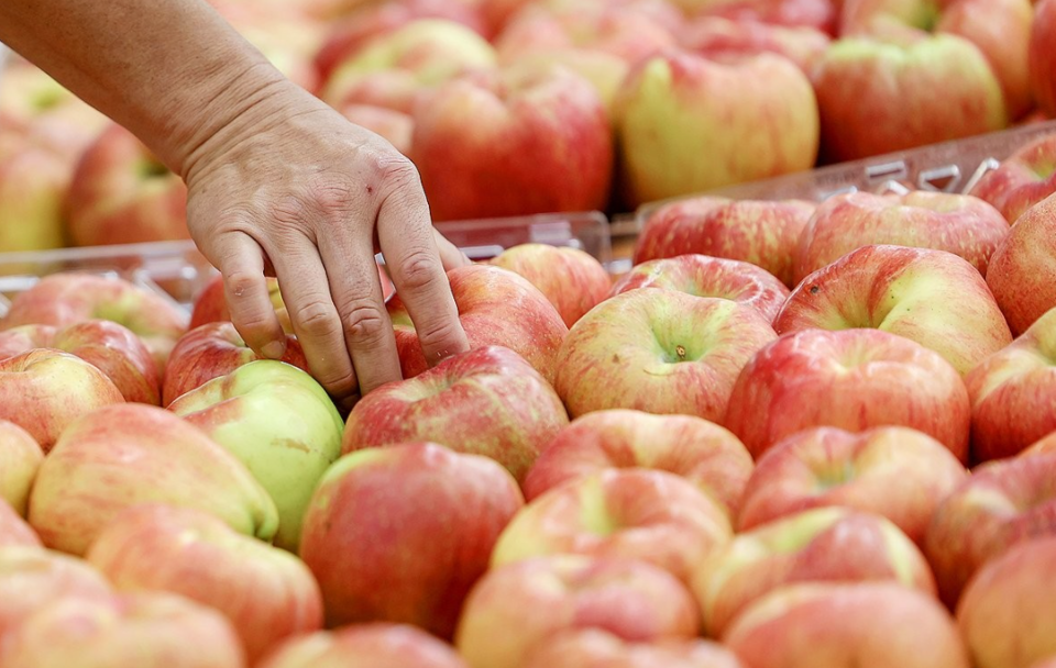 사과 가격이 11월 최대 94% 오를 것이란 전망이 나왔다. /연합뉴스