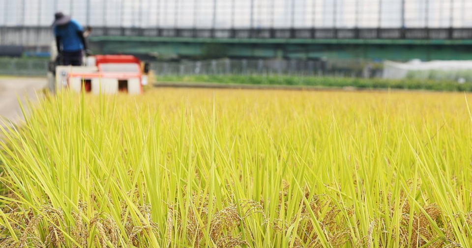 지난달 광주 서구 영산강변 들녘에서 농민이 콤바인으로 벼를 수확하고 있다. /연합뉴스