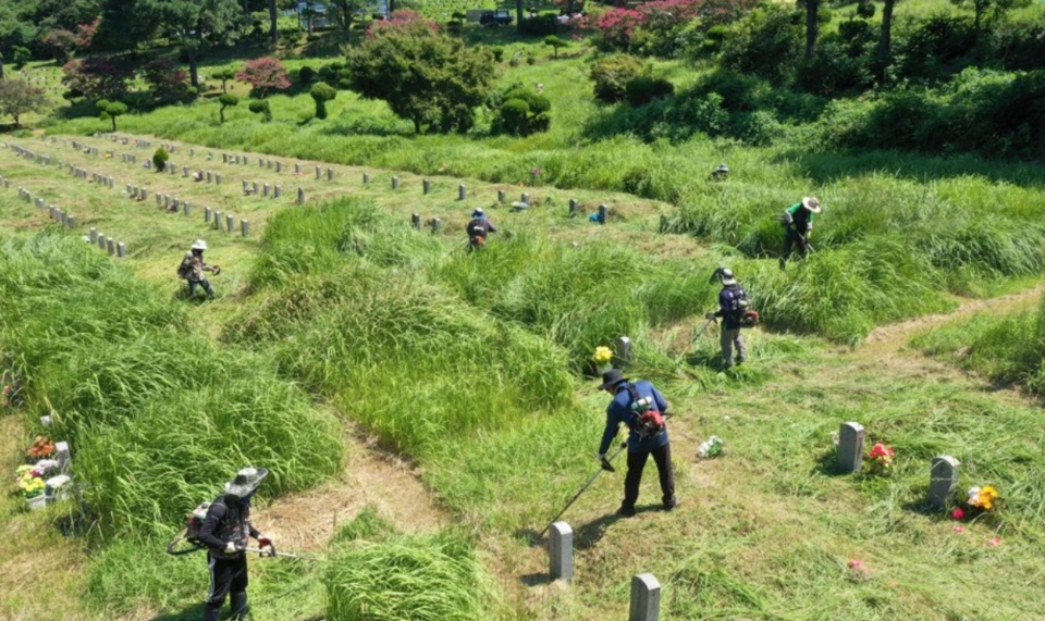 추석을 보름 앞둔 26일 광주 북구 망월공원묘지에서 공원 관계자들이 벌초하고 있다. /연합뉴스
