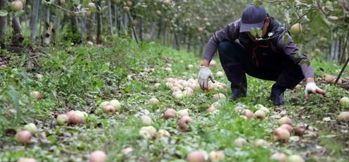 농민이 태풍에 떨어진 사과를 줍고 있다. /연합뉴스