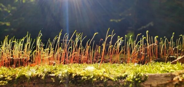 팬이 생길 정도로 고운 이끼. 나의 스마트폰 사진 실력으로는 이 정도가 한계였다. /사진=양은심