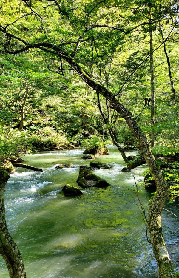 언제까지라도 바라보고 싶어지는 풍경. 도와다호가 천연 댐 역할을 해서 1년 내내 계곡물의 양이 안정적이다. 폭우라 해도 범람하는 일이 없고, 가뭄이 들어도 계곡물이 마르는 일은 없단다. /사진=양은심