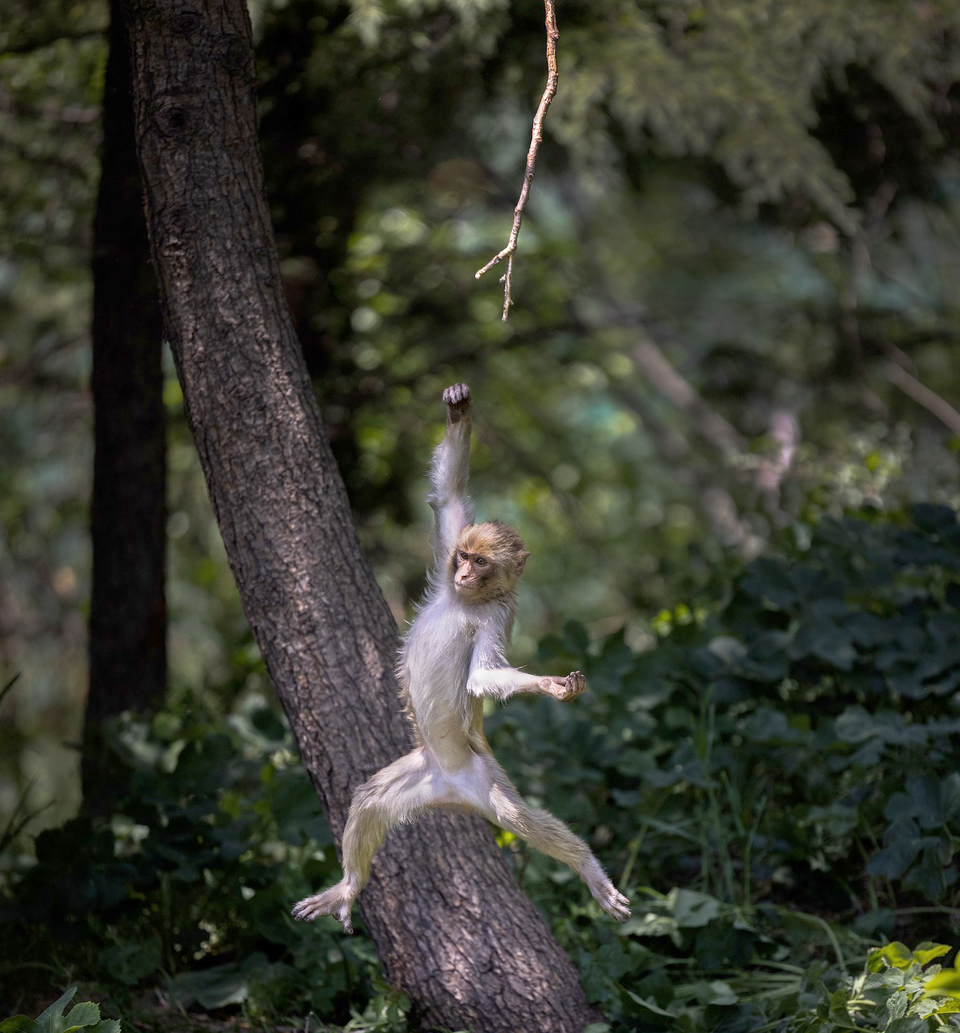'원숭이상'은 한 번의 실수로 나무에서 떨어지면 치명상을 입는다. /픽사베이