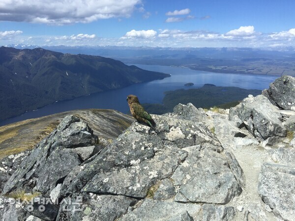 머리가 좋고 힘도 세기로 유명한 뉴질랜드 키아(kea) 새 /사진=박재희