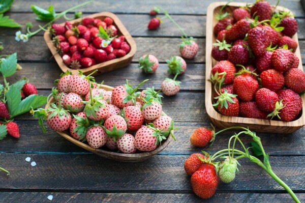 세계의 다양한 딸기 품종 /https://strawberryplants.org/novelty-strawberries/