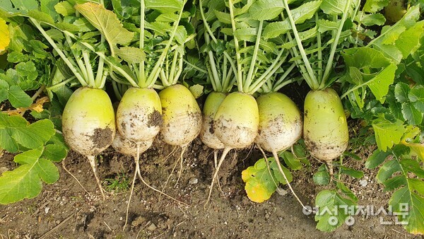 가을 김장을 위해 텃밭 무를 수확했다. /사진=박종섭
