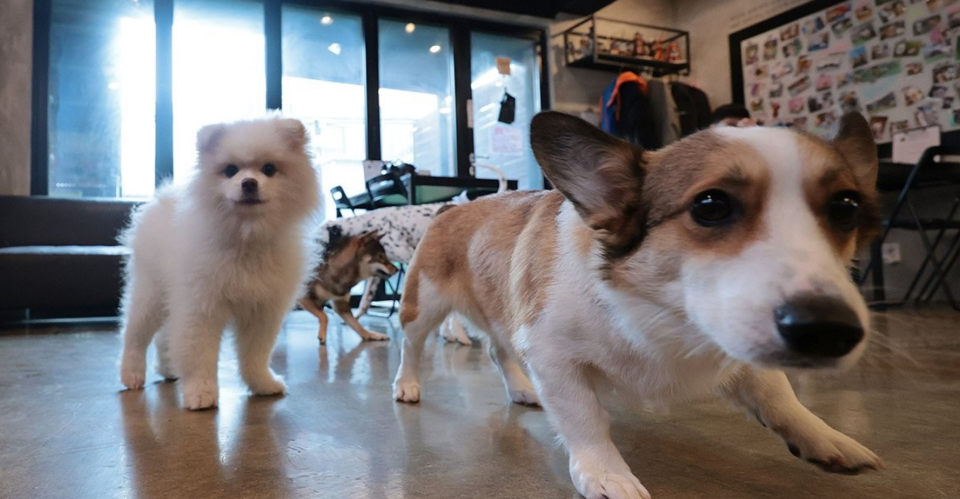 지난달 12일 '우리동네 펫 위탁소'로 지정된 서울 성북구 행복하개 키울고양에서 설날 명절 연휴 동안 맡겨진 반려견들. 성북구의 펫 위탁소는 기초생활수급자 등 취약계층이 연휴 기간 반려동물 보호가 어려운 경우 최대 5일까지 무료로 보호하는 서비스다. /연합뉴스