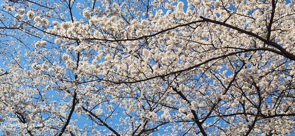 활짝 핀 고흥만의 벚꽃 /송미옥